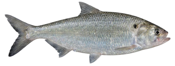 American Shad