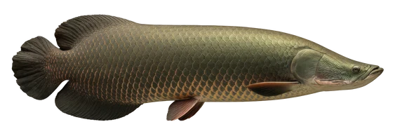 Arapaima