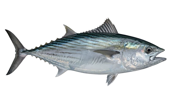 Atlantic Bonito