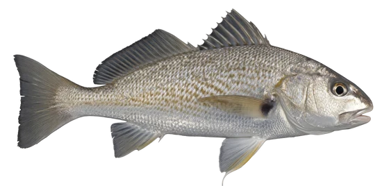 Atlantic Croaker