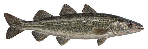 Atlantic Pollock