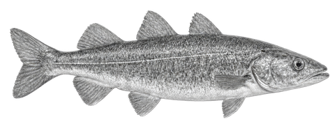 Atlantic Pollock — The Captain’s Challenge
