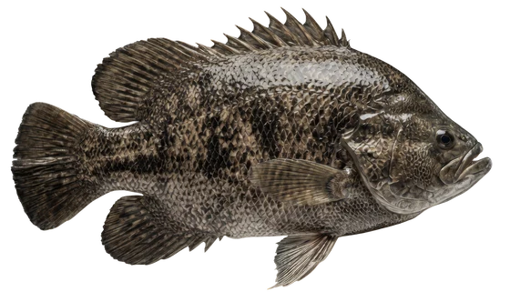 Atlantic Tripletail