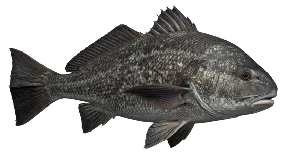 Black Drum