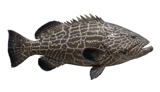 Black Grouper