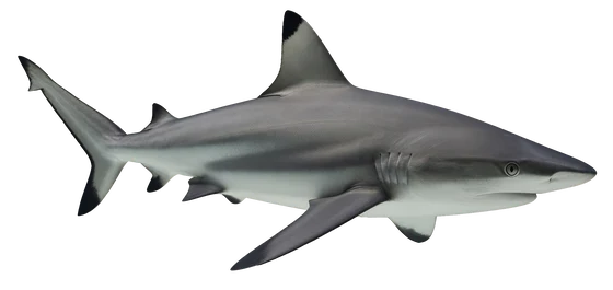 Blacktip Shark