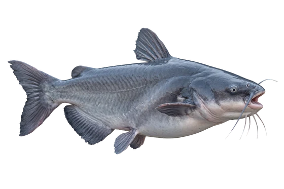 Blue Catfish