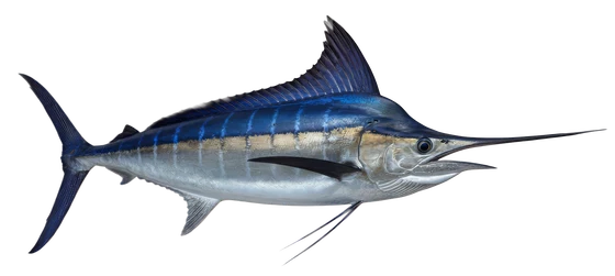 Blue Marlin