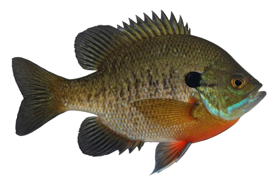 Bluegill