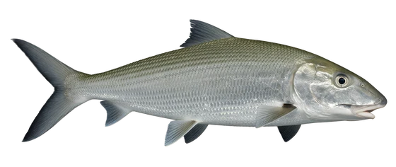 Bonefish