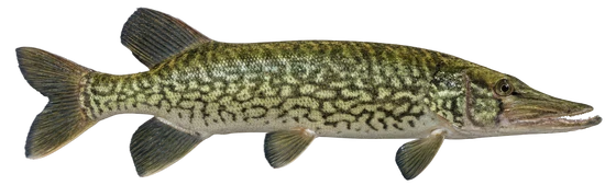 Chain Pickerel