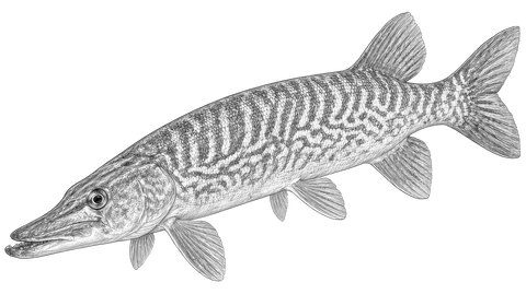 Chain Pickerel — The Soloist in the Pines