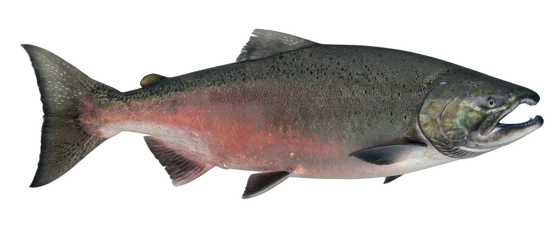 Chinook (King) Salmon