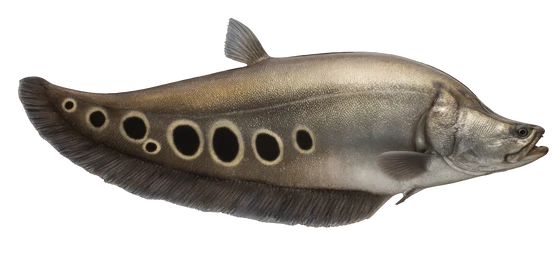 Clown Knifefish