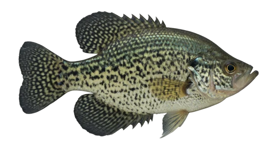Crappie