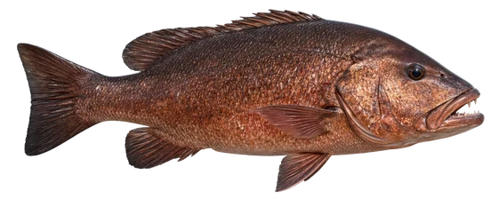 Cubera Snapper