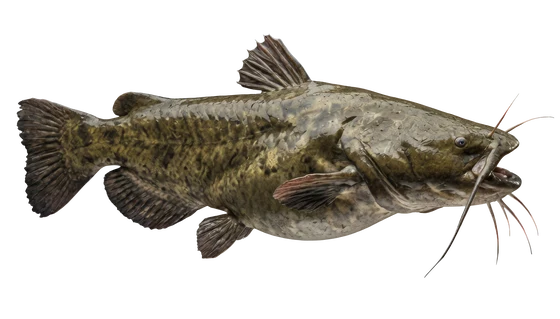 Flathead Catfish