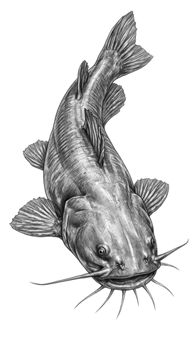 Flathead Catfish — The Rivalry at Muddy Bend