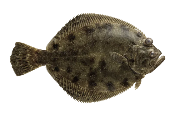 Flounder