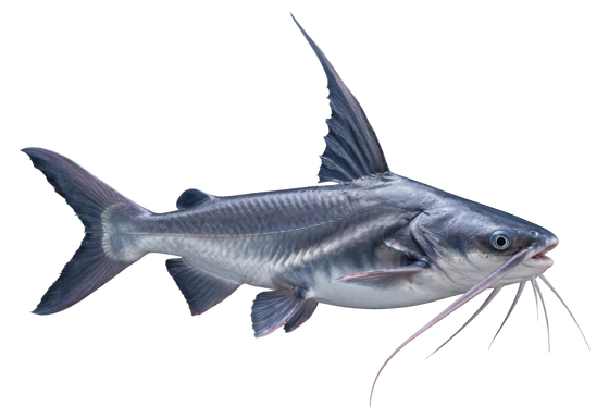 Gafftopsail Catfish