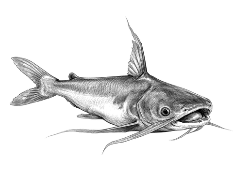 Gafftopsail Catfish — The Pier Derby: Rivalry, Rain, and Redemption