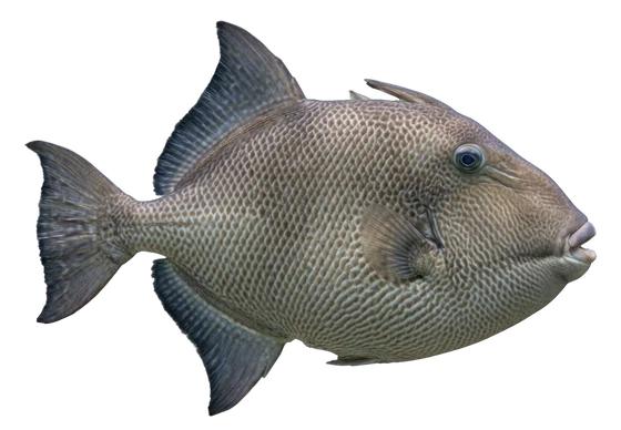 Gray Triggerfish (Balistes capriscus)