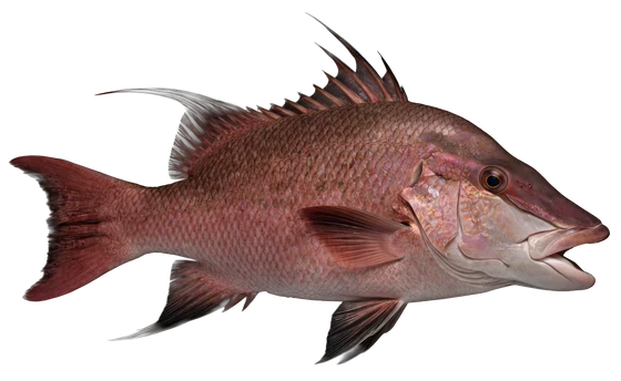 Hogfish