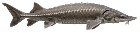 Lake Sturgeon