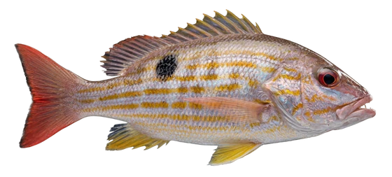 Lane Snapper