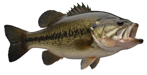 Largemouth Bass