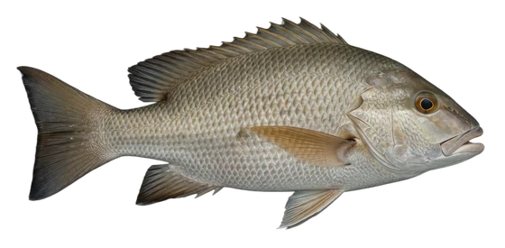 Mangrove Snapper
