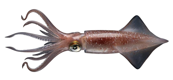 Market Squid