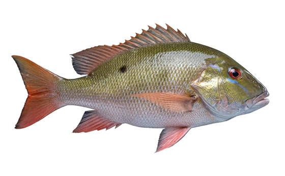 Mutton Snapper