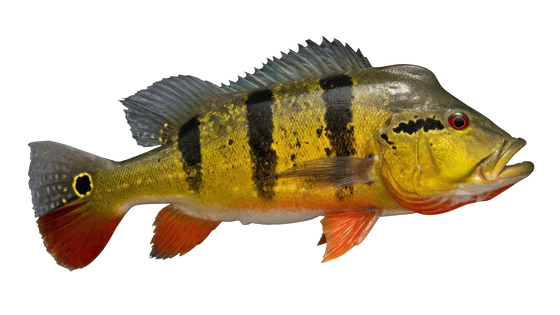 Peacock Bass