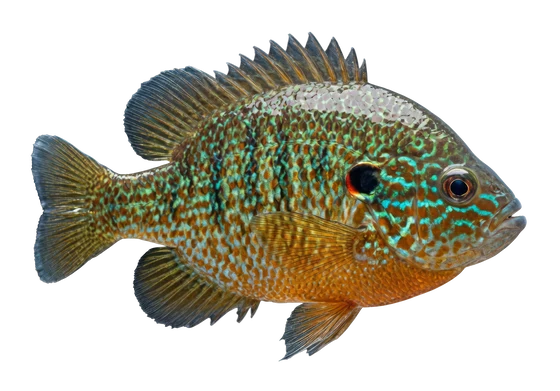 Pumpkinseed