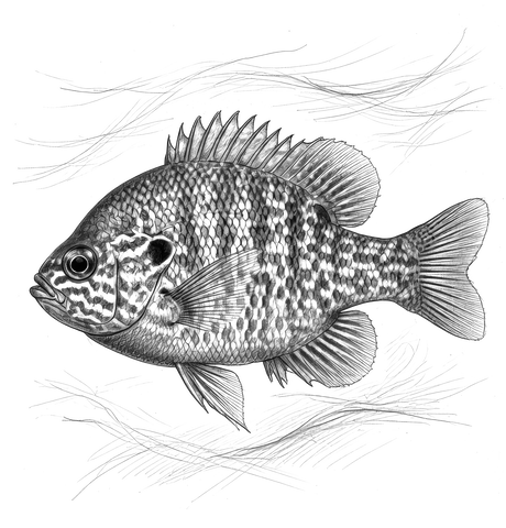 Pumpkinseed — The Bucket List Sunfish