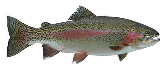 Rainbow Trout