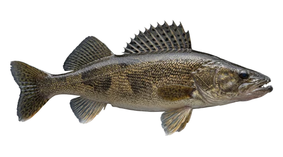 Sauger