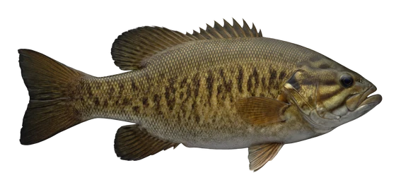 Smallmouth Bass