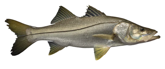 Snook