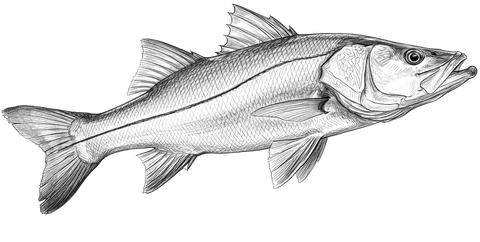 Snook — The Tournament Tide