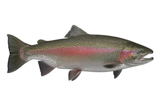 Steelhead Trout