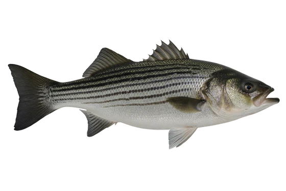 Striped Bass