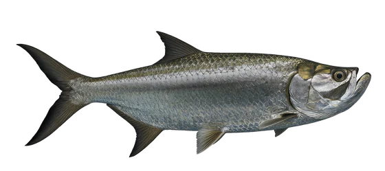 Tarpon
