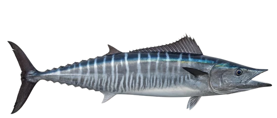 Wahoo