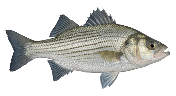 White Bass