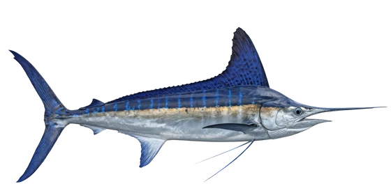 White Marlin