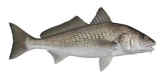 Whiting