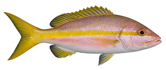 Yellowtail Snapper